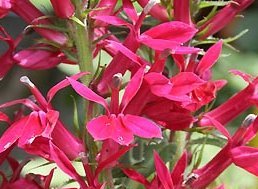 宿根ロベリアの花