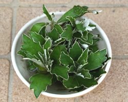 水につけておいたイソギク