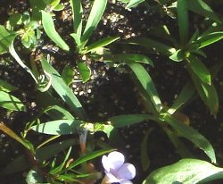 ダイアンサスのさし芽　秋