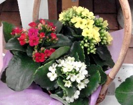 DSC01806-1.jpg