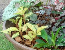 DSC03386-3.jpg