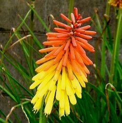 トリトマの花　　2008-6-14