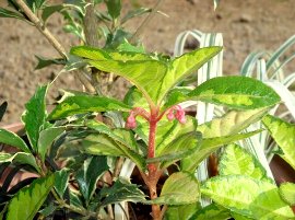 DSC03964-6-17-3.jpg