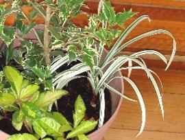 DSC03974-6-17-2.jpg