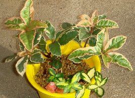 DSC05691-10-12-1.jpg
