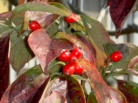 ハナミズキの紅葉と赤い実10-20