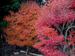 ドウダンツツジの紅葉　11-29-