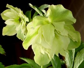 DSC07105-1.jpg