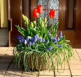 ムスカリとチューリップの寄せ植え