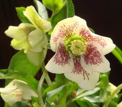白花スッポティ