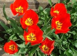 チューリップの花　4-12