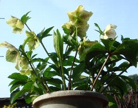 満開の白花スッポティ 4-19