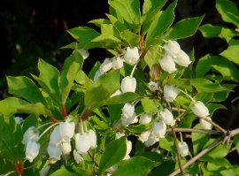 ドウダンツツジの花