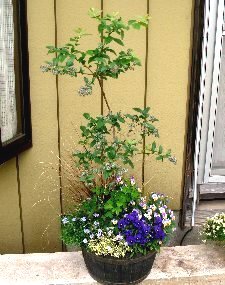 DSC09837-5-16-1.jpg