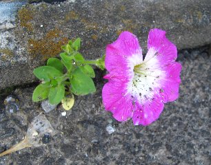 IMG_6566-6-16-1.jpg