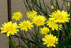 ヘリクリサム・ペーパーデージーの花