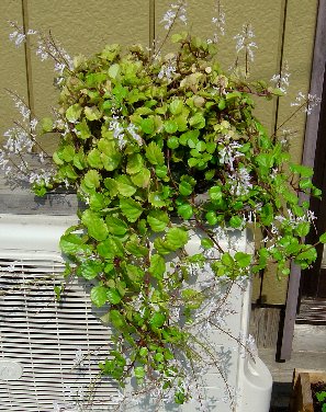 DSC05797-19-10-17.jpg