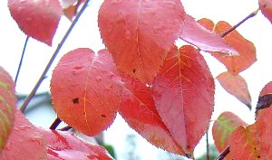 ジューンベリーの紅葉