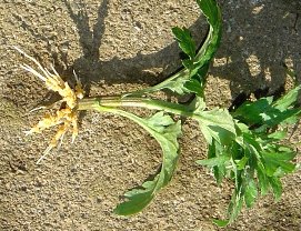 キクの発根　5-17.jpg