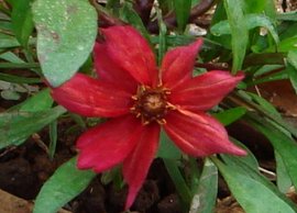 コレオプシス・ライムロック ドリームの花　5-1