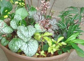 日陰の植物の寄せ植え