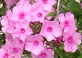 フロックスの花　7-25
