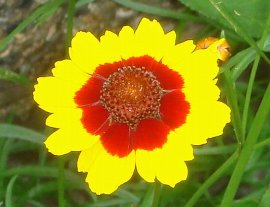 コレオプシスの花　