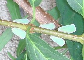 アオバハゴロモの成虫　8-3