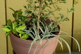 斑入りヒイラギとの寄せ植え　10-12