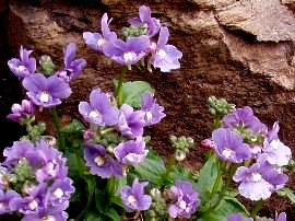 　宿根ネメシアの花