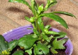 　小さくても蕾がつくキク（菊）