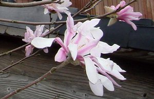 シデコブシの花