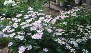 都忘れ(ミヤコワスレ）の花　2008- 5-15