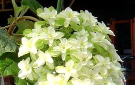 カシワバアジサイの花　 2007-6-15