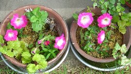 ペチュニアのさし芽　7-1