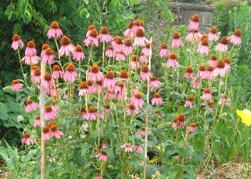 エキナセアの花 7-15