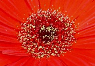 ガーベラ花芯