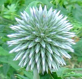 エキノプス(ルリタマアザミ) 2007-6-30.jpg