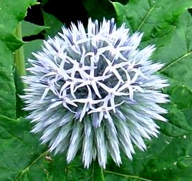 エキノプス(ルリタマアザミ) 2007-7-6.jpg