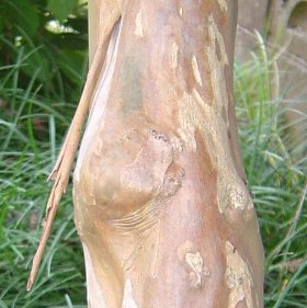 サルスベリの木肌　2007-7-28.jpg