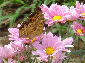 夏菊とチョウ　7-31.jpg