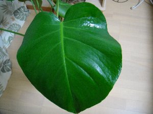 観葉植物（リーフクリン-3.jpg