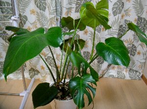 観葉植物（リーフクリン-4.jpg