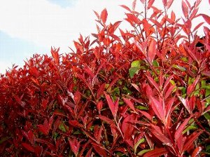 DSC01147-19-4 14-3.jpg