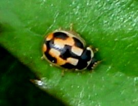 DSC03142 ヒメカメノコテントウ.jpg