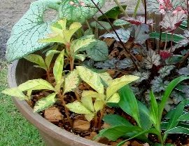 DSC03386-3.jpg