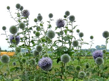 DSC03900-19-7-12-5.jpg