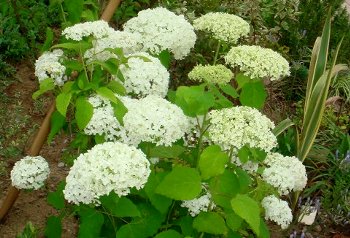 DSC04059-6-21-2.jpg