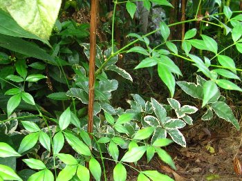 IMG_0166-2010-8-12-1.jpg