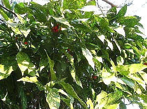 IMG_0662-2012-1-9-1.jpg